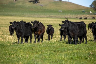 5016 New England Highway Guyra NSW 2365 - Image 2