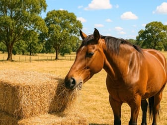 Rural & Farming  business for sale in Emerald Region QLD - Image 3