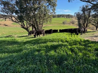 1182 Yalbraith Road Taralga NSW 2580 - Image 2