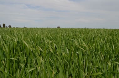 849 Brushwood North Rd Coolamon NSW 2701 - Image 2