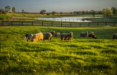 134 Bathurst Street Pitt Town NSW 2756 - Image 3