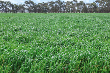 470 Old Irrewillipe Road Bungador VIC 3260 - Image 2