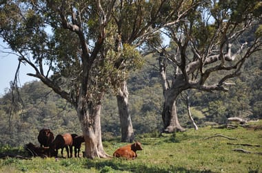 Click to view all images 'Figtree' Rouchel Gap Rd Mccullys Gap NSW 2333 - Image 3