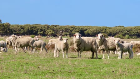 Lot 66 Baxters Hill Road Mount Benson SA 5275 - Image 1