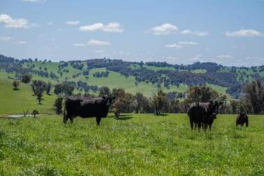 166 Wirribilla Road Walcha NSW 2354 - Image 1