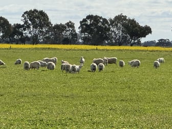 163 Holzigals Road Finley NSW 2713 - Image 3