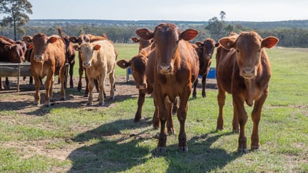 'Bullarook' 188 Bullarook Rd Coolah NSW 2843 - Image 3