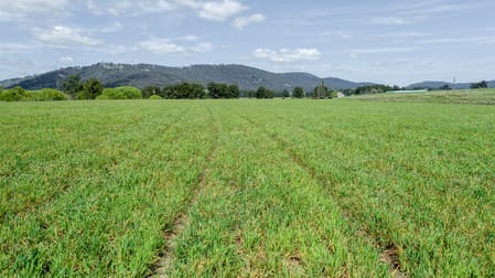 1301 Watsons Creek Road Bendemeer NSW 2355 - Image 3