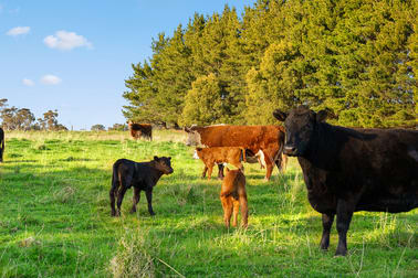 525 Gorham Road Crookwell NSW 2583 - Image 2