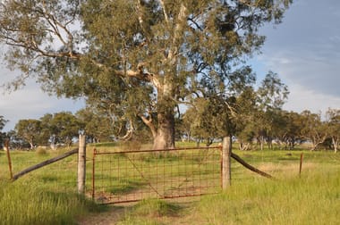 51 Queen St Bunnan NSW 2337 - Image 2