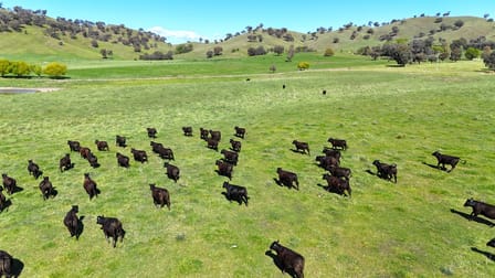 367 Nimbo Road Tumut NSW 2720 - Image 3