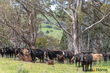 Lot 4/2553 Campfire Road Walcha NSW 2354 - Image 2