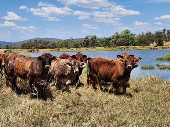 275 Nantglyn Road, Mundowran Mundubbera QLD 4626 - Image 1