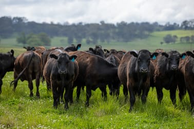 75 Blush Road Guyra NSW 2365 - Image 2