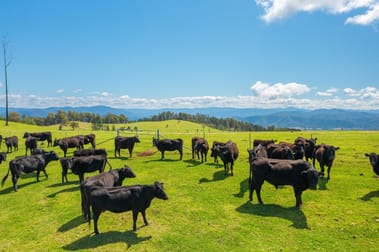 669 Costigans Road Yarras NSW 2446 - Image 2