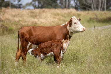 712 Nowlands Road Guyra NSW 2365 - Image 3