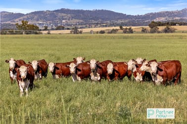 "Terragong" 166 Old Winton Road Tamworth NSW 2340 - Image 1