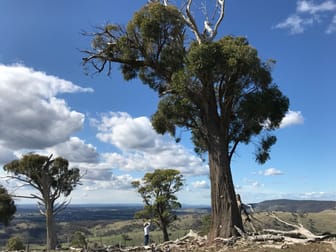 Lot 4, 750 Harrys Creek Road Violet Town VIC 3669 - Image 3