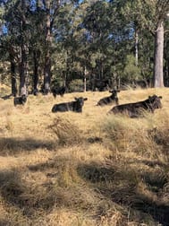 "Bridlevale" 83 Nuggety Gully Rd Nowendoc NSW 2354 - Image 3
