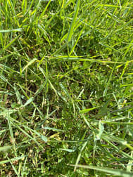 Cnr Glenelg Highway and Denhills Road Coleraine VIC 3315 - Image 2