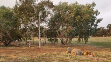 838 Moramockining Road Wandering WA 6308 - Image 2