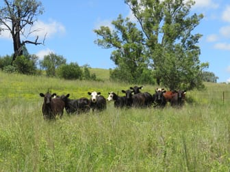 "Burnima" 121 Sheep Station Creek Rd Bingara NSW 2404 - Image 1