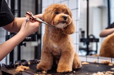 Animal Related  business for sale in NSW - Image 1