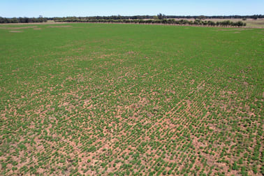 371 Blue Letterbox Lane Tullamore NSW 2874 - Image 3