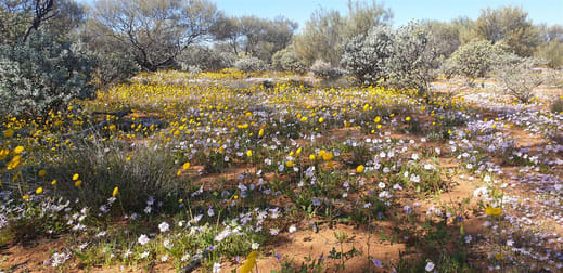 Mount Farmer Station Mount Magnet WA 6638 - Image 3