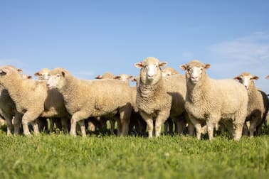 Click to view all images 25714 Princes Highway Millicent SA 5280 - Image 1