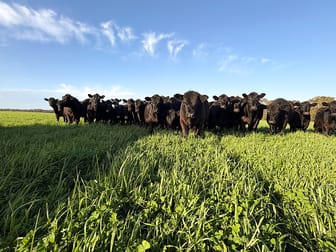 Click to view all images 25714 Princes Highway Millicent SA 5280 - Image 2