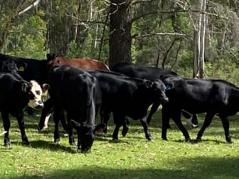 Click to view all images 501 Tugalong Road Canyonleigh NSW 2577 - Image 3