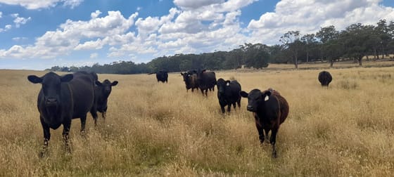 LOT 1 Chanters Lane Fern Hill VIC 3458 - Image 2