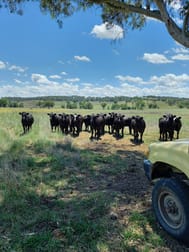 325 Toorawandi Road Ulamambri NSW 2357 - Image 1