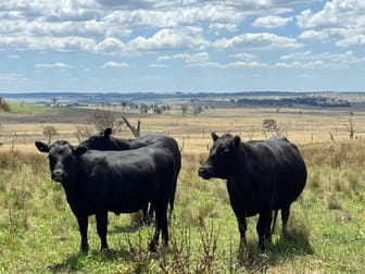 "Springleigh" Terrible Vale Road Kentucky NSW 2354 - Image 2