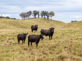 500 Nugents Road Humula NSW 2652 - Image 1