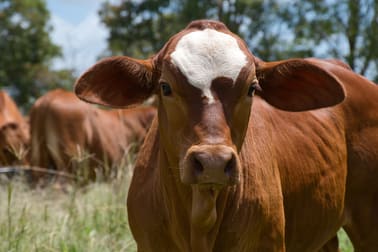 Click to view all images 837 Rogerson Road Mckees Hill NSW 2480 - Image 3