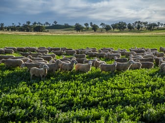 Bellerive 475 River Road Ponto NSW 2818 - Image 3