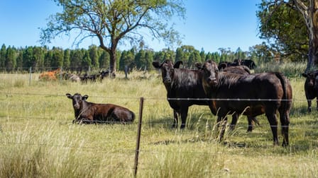 4861 Coonabarabran Road Coonabarabran NSW 2357 - Image 1
