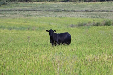 1550 Adam Scrub Rd, Delungra NSW 2403 Inverell NSW 2360 - Image 1