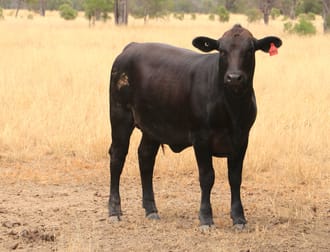 445 Six Mile Rd Roma QLD 4455 - Image 1