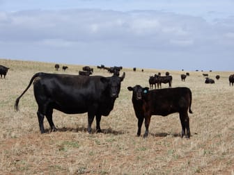 1481 Parrakie North Road Lameroo SA 5302 - Image 3