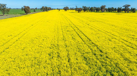 153 Balldale-Coreen Road Corowa NSW 2646 - Image 3