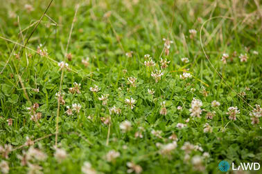 Naloo Lyndhurst Road Armidale NSW 2350 - Image 2