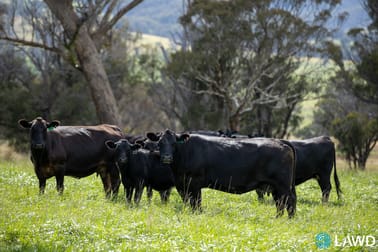 Alora-Mia Kellys Road Armidale NSW 2350 - Image 3