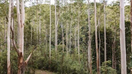 519 Mount Coxcomb Road Upper Lansdowne NSW 2430 - Image 2