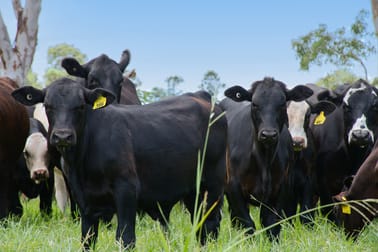 225 Woodworths Road Bonalbo NSW 2469 - Image 1