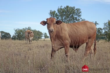 O'bil Bil QLD 4626 - Image 1