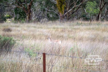 82, 4108 Tent Hill Road Emmaville NSW 2371 - Image 2
