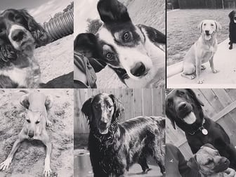 Boarding Kennels  business for sale in Heathcote - Image 1